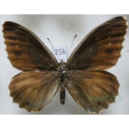 Hipparchia statilinus (Hufnagel, 1766) male Skalnik statilinus France35k